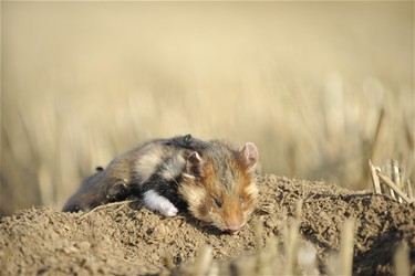 Wilde hamster bedreigd - Tongeren