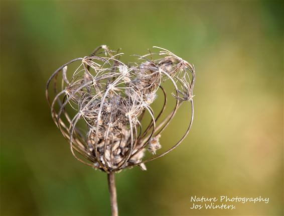 Wilde peen blijft zaden verspreiden in de winter - Hechtel-Eksel