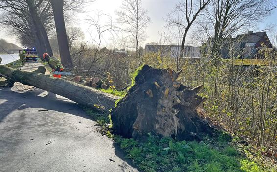 Wind velt boom langs kanaal in Pelt - Pelt