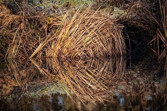 Winter in het riet - Pelt