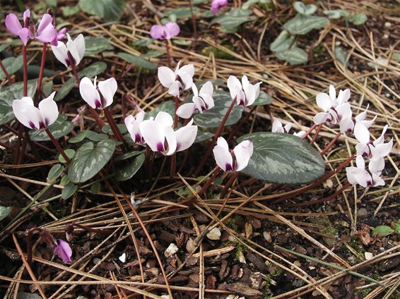 Hamont-Achel - Winterhard, en toch genietend van de zon: Cyclamen