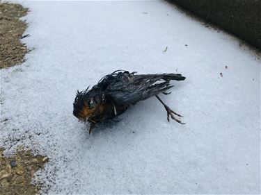 Winterprik nefast voor veel dieren