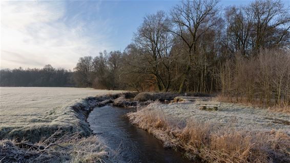 Winterprikje - Pelt