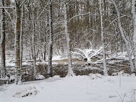 Winterse sfeerbeelden uit natuurgebied 't Plat - Pelt