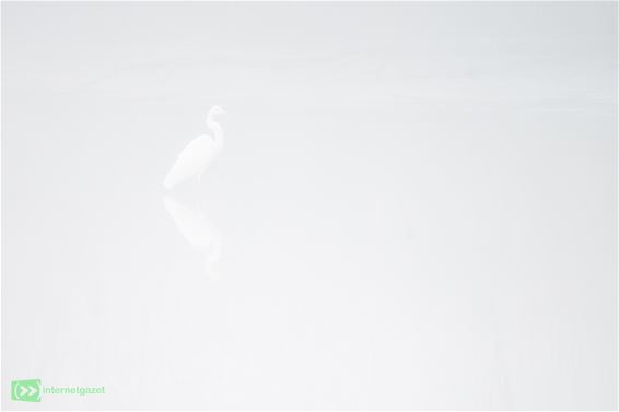 Witte reiger gespot in de mist - Pelt