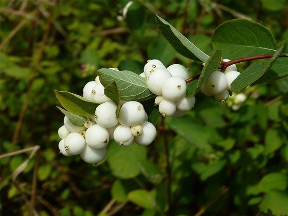 Peer - Witte winterballetjes langs de Noordweg