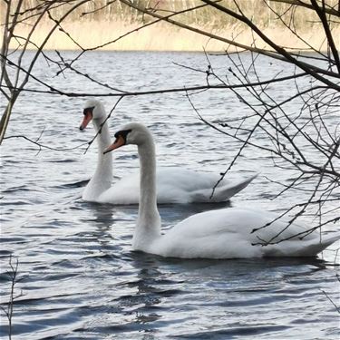 Witte zwanen in de Sahara - Lommel