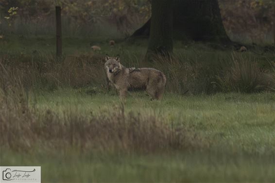 Wolf aan Koersels Kapelleke - Beringen