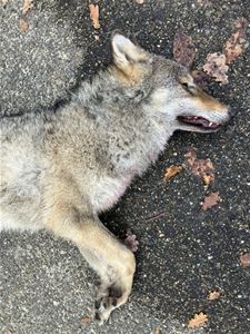 Wolf doodgereden op Noord-Zuidverbinding - Hechtel-Eksel