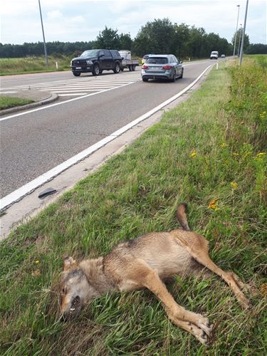 Wolf doodgereden in Meeuwen