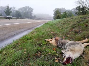 Wolf doodgereden op N74 - Hechtel-Eksel