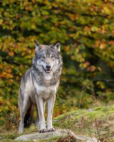 Wolf doodgereden op N76 in Oudsbergen - Oudsbergen