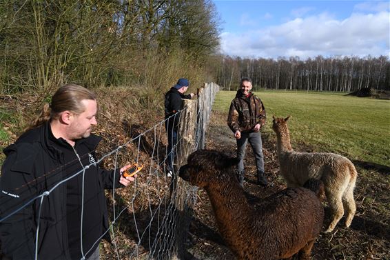 Wolf Fencing Team Belgium zoekt helpende handen - Beringen