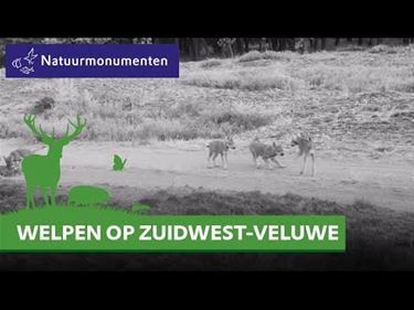 Wolf vervangt jacht in Nederlands ZW-Veluwe
