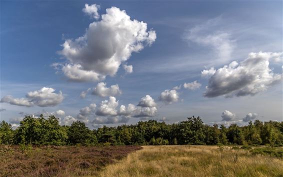 Wolken boven de heide - Overpelt