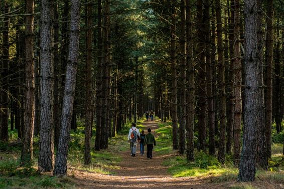 Worden we de wandelgemeente van het jaar? - Lommel