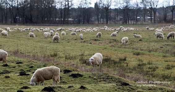 Zachte winterwandeling in De Watering - Lommel