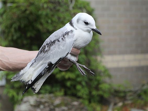 Zeevogels naar Limburg geblazen - Oudsbergen