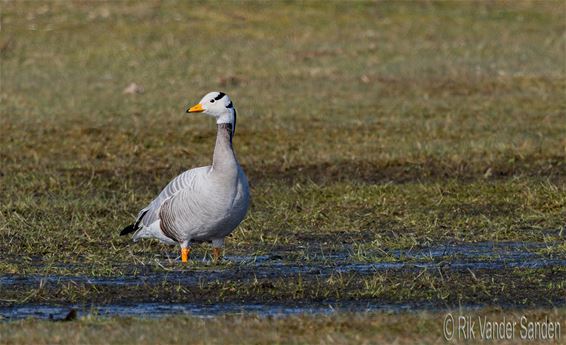 Zeldzaam bezoek in 't Hageven - Pelt