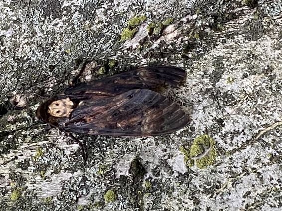 Zeldzame doodshoofdvlinder duikt op in Overpelt - Pelt