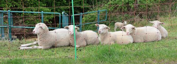 Zelfverzekerde schapen - Pelt