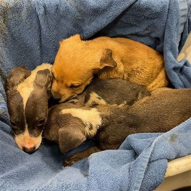 Zeven pups gedumpt - Houthalen-Helchteren