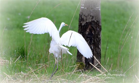 Zilverreiger in de Grote Watering - Lommel