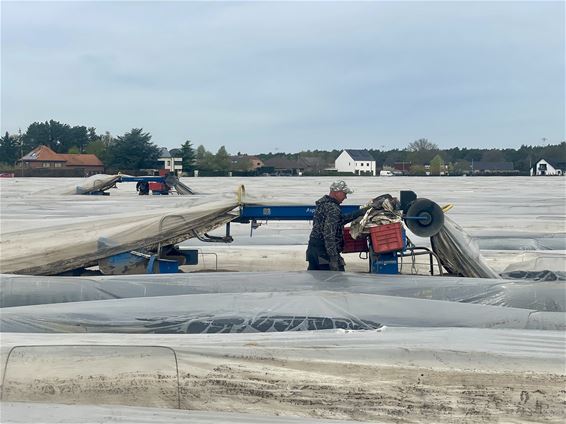 Hechtel-Eksel - Zo groeit het witte goud in Hechtel-Eksel