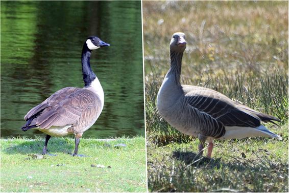 Zo herken je de Canadese en de grauwe gans - Hechtel-Eksel