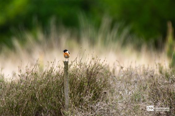 Zo vrij als een vogel op de Vloeiweiden - Lommel