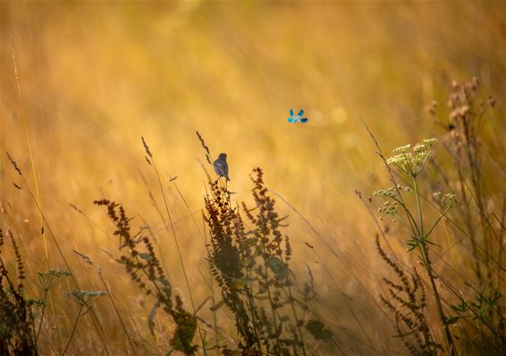 Zomers gevogelte - Lommel