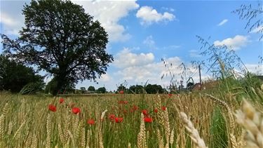 Zomerse natuur - Beringen & Leopoldsburg