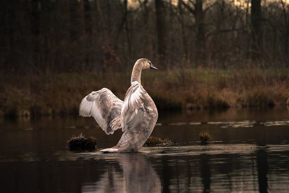 Zwaan steelt show bij De Bever - Hamont-Achel
