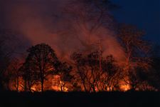 Bocholt - Zware bosbrand in Kaulille onder controle