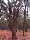 Overpelt - Een boom als een kandelaar