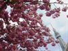 Hamont-Achel - Vandaag begint de lente