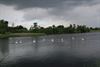 Neerpelt - Witte zwanen onder een donkere hemel