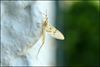 Neerpelt - Het korte leven van een eendagsvlieg