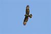 Houthalen-Helchteren - Provincie wil verbod op roofvogelshows