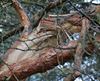 Neerpelt - Levensaders van een boom