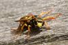 Lommel - Nieuwe website over wespennesten