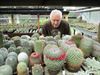 Beringen - Paul toont zijn collectie cactussen