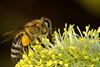 Beringen - Expo: Limburg, wild van bijen