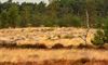 Lommel - Kudde schapen gearriveerd op Blekerheide