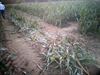 Beringen - Boer vernielt maïsdoolhof