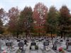 Hamont-Achel - Herfstkleuren op het kerkhof