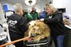Oudsbergen - Medische checkup voor leeuwen