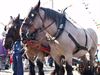 Beringen - Paardentrekwedstrijd aan het Fonteintje