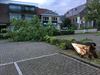 Beringen - Stormschade erkennen als ramp