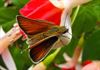 Leopoldsburg - Natuurpunt organiseert Vlindertelling